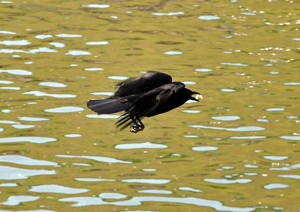 Rabe mit  Beute  im Tiefflug ber der Mosel in Zell - 14.05.2012