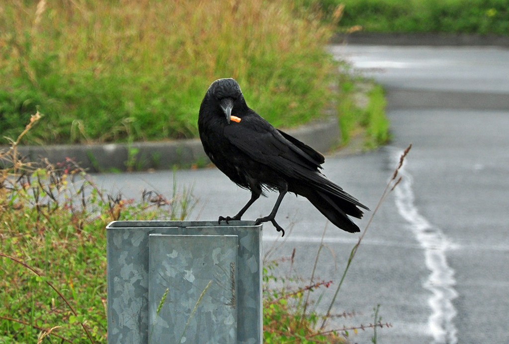 Rabe mit Fritte aus einer McDonald`s-Tte, sogenannter Frittenklauer - 16.06.2011