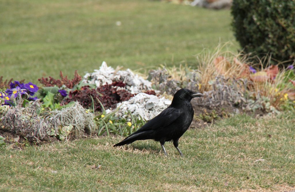 Rabenkrhe (Corvus corone corone) bei der Nahrungssuche am 18.3.2010 in der Orangerie in Strasbourg.