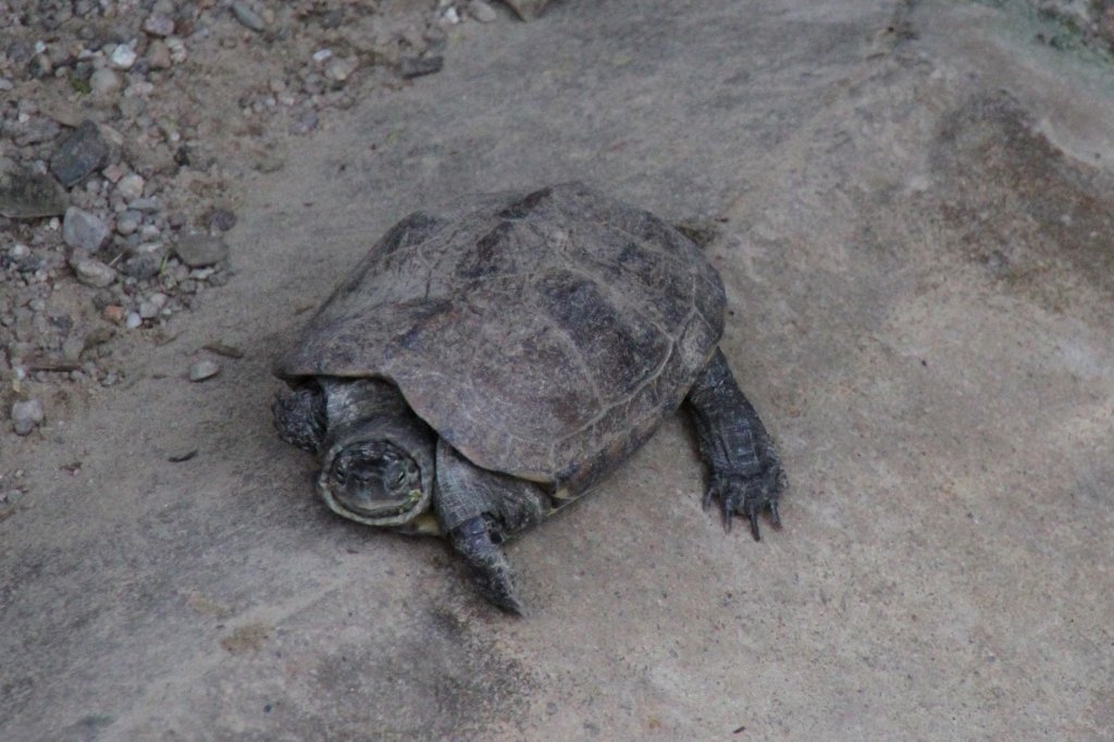 Raufu-Klappschildkrte (Kinosternon hirtipes) im Tierpark Berlin.