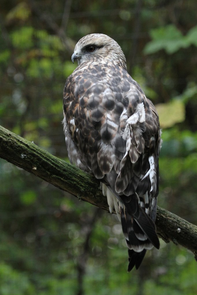 Raufubussard (Buteo lagopus) am 18.9.2010 im Zoo Sauvage de Saint-Flicien,QC. 