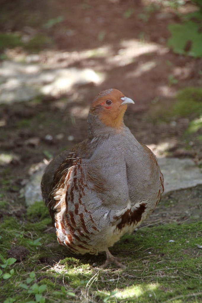 Rebhuhn (Perdix perdix) am 26.4.2010 im Vogelpark Stutensee-Friedrichstal.