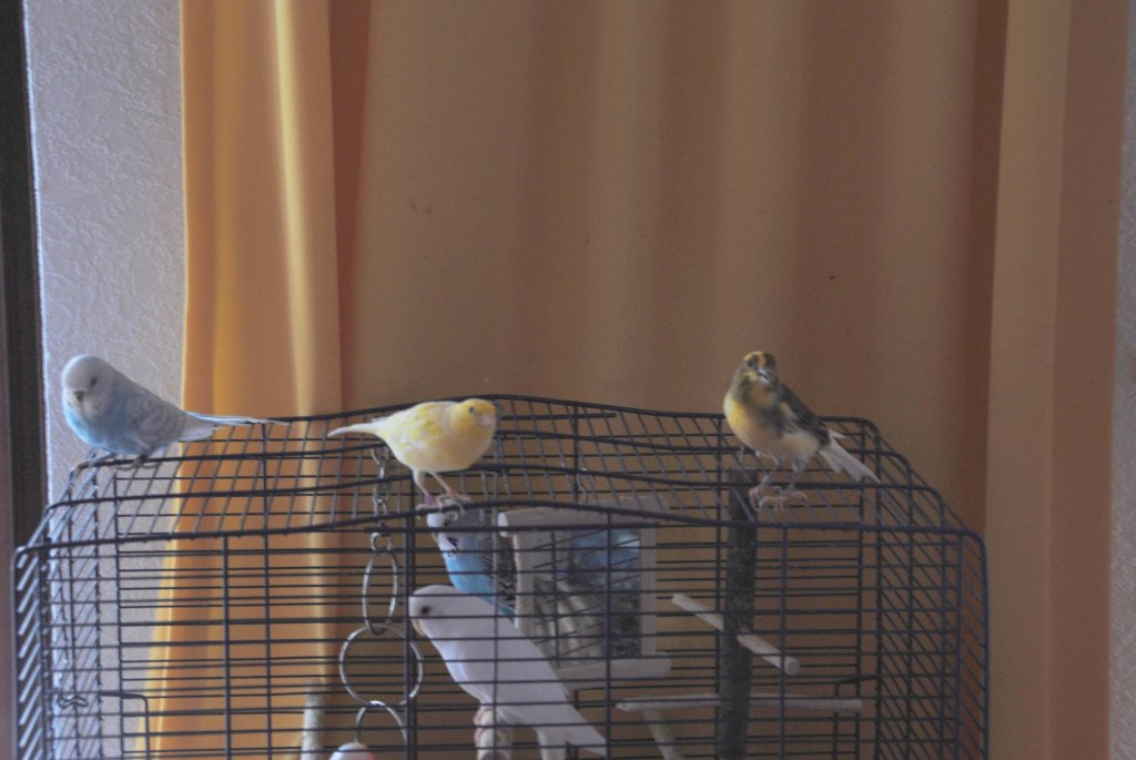 Rechts mein Welli Peterle, in der mitte Kanarievogel Merlin und Kanrie Charly