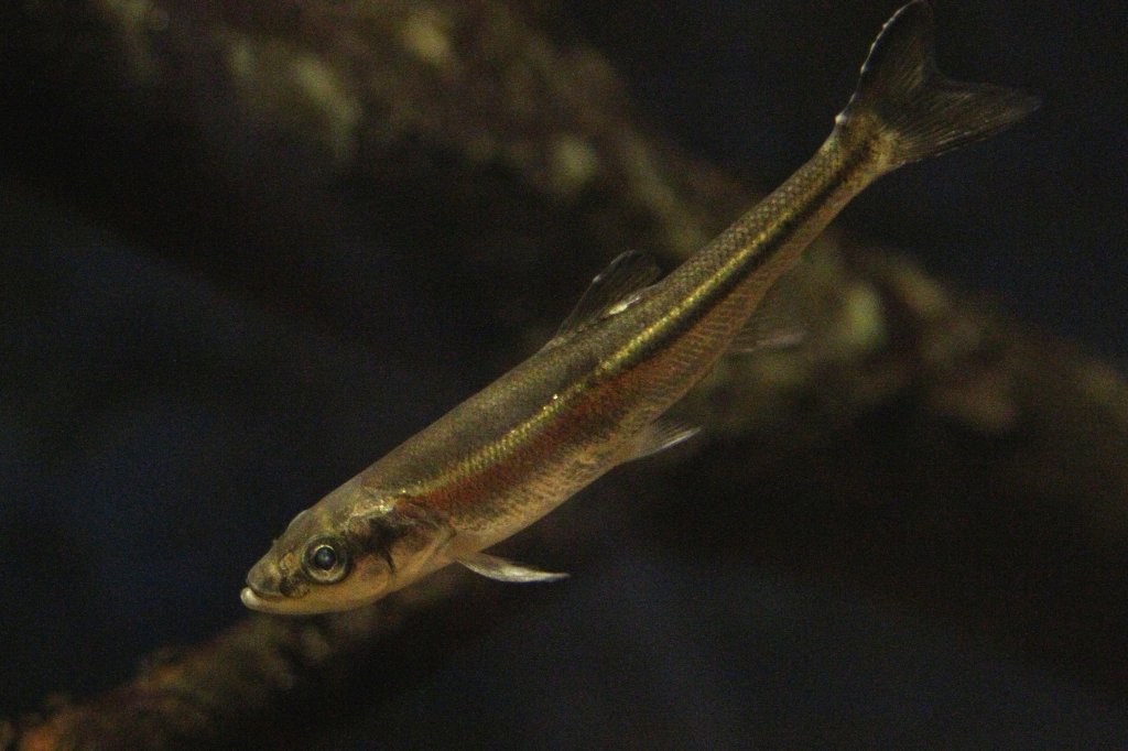 Redside dace (Clinostomus elongatus) ein im Bereich von verschiedenen Flueinmndungen der Groen Seen und in den Staaten New York und Pennsylvenia vorkommender kleiner Karpfenfisch. Toronto Zoo am 13.9.2010.