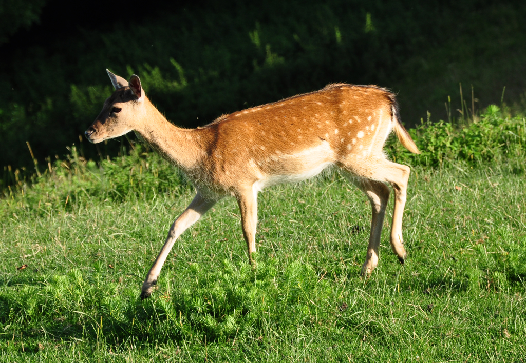 Reh im Abendlicht auf der Weide beim Schlo Zeil - Leutkirch 16.07.2011