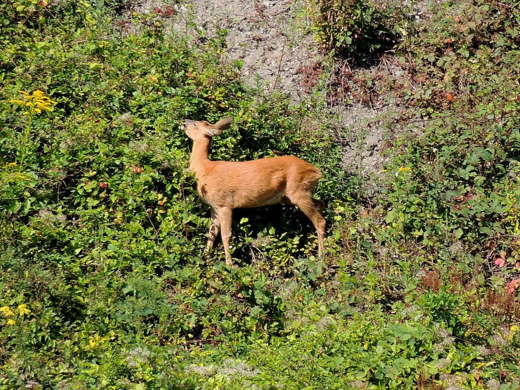 Reh auf der Futtersuche in den steilen Weinbergen bei Neumagen(Mosel); 120827