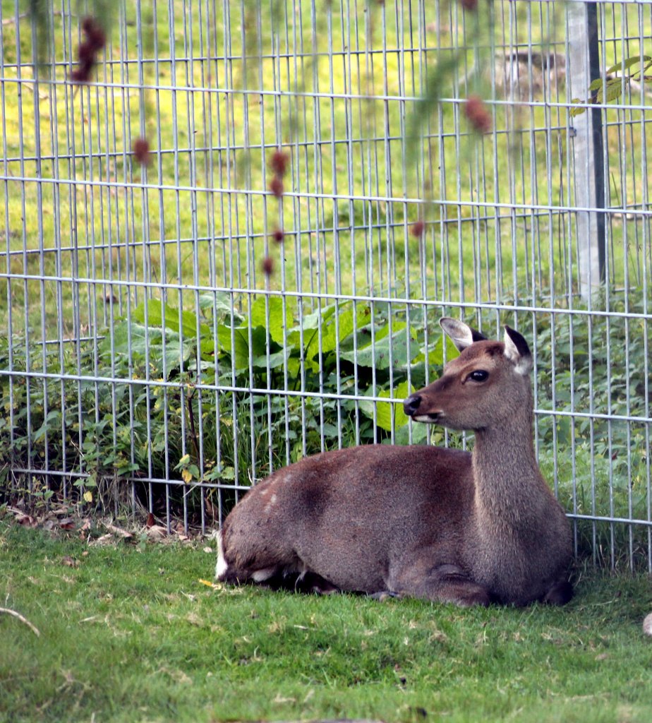 Reh im Tiergehege Zeulenroda am 29.09.2011