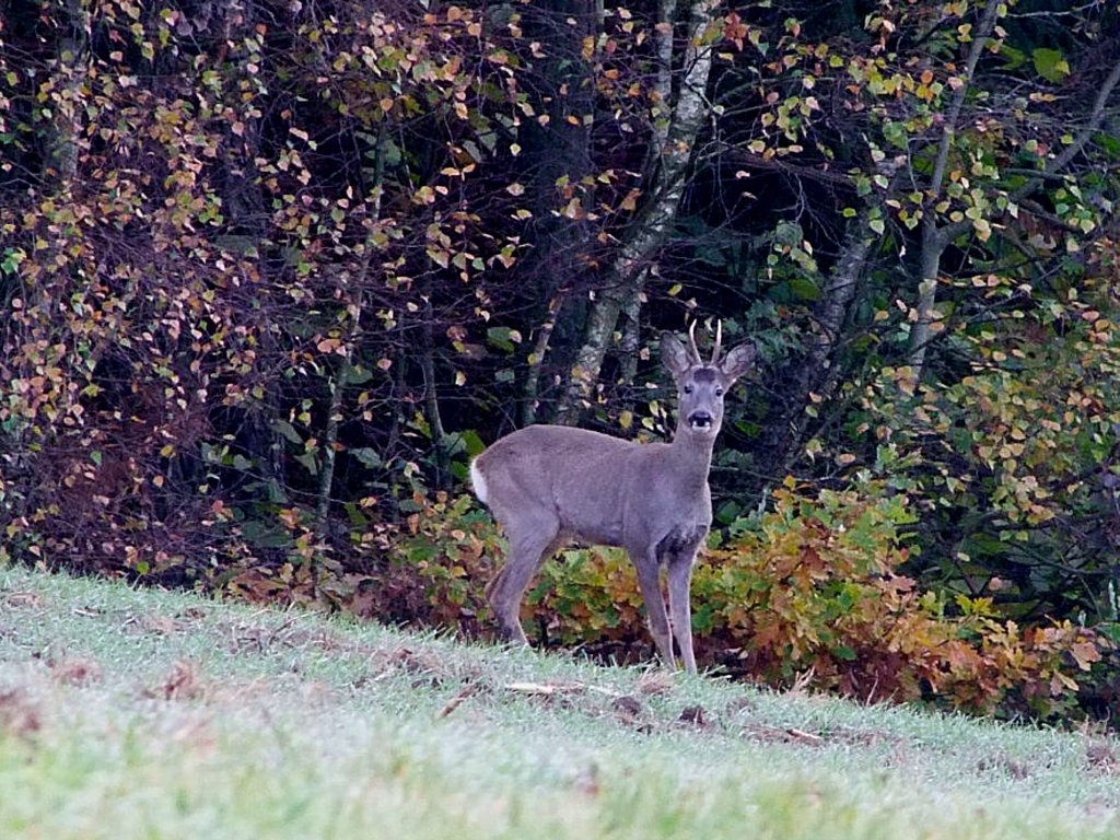 Rehbock, kurz vor der Flucht in den Mischwald;101024