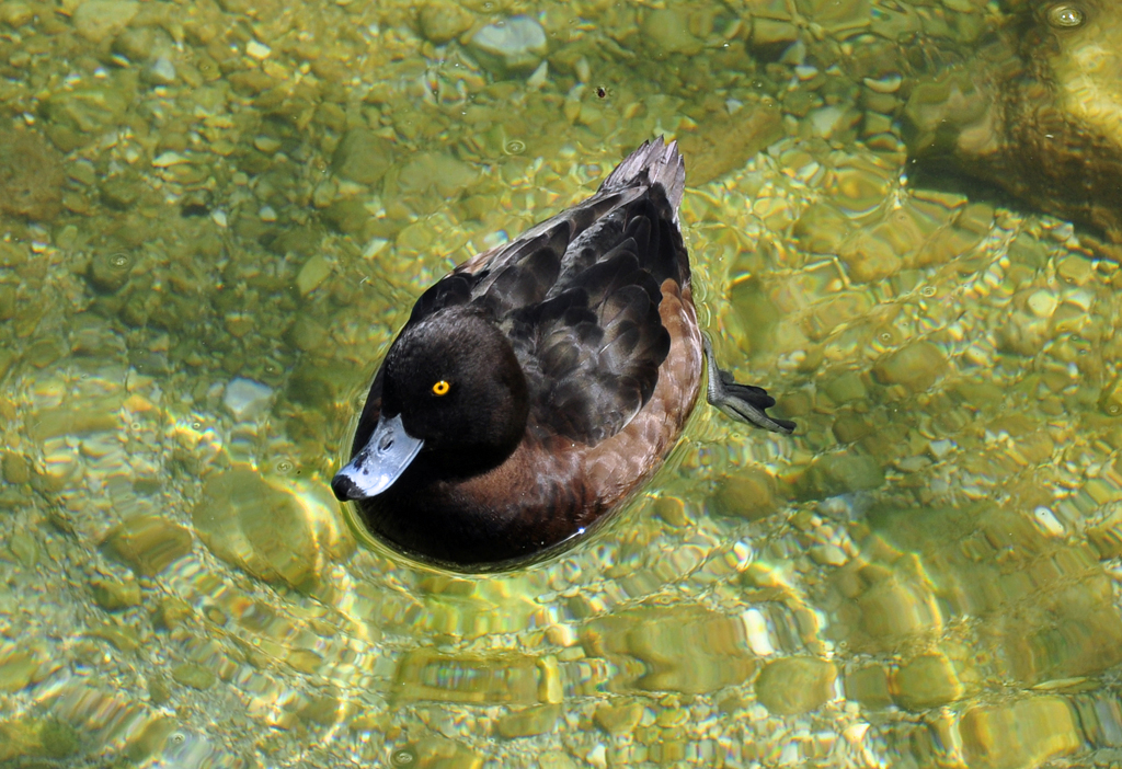 Reiherentenweibchen am Knigssee - 26.04.2012