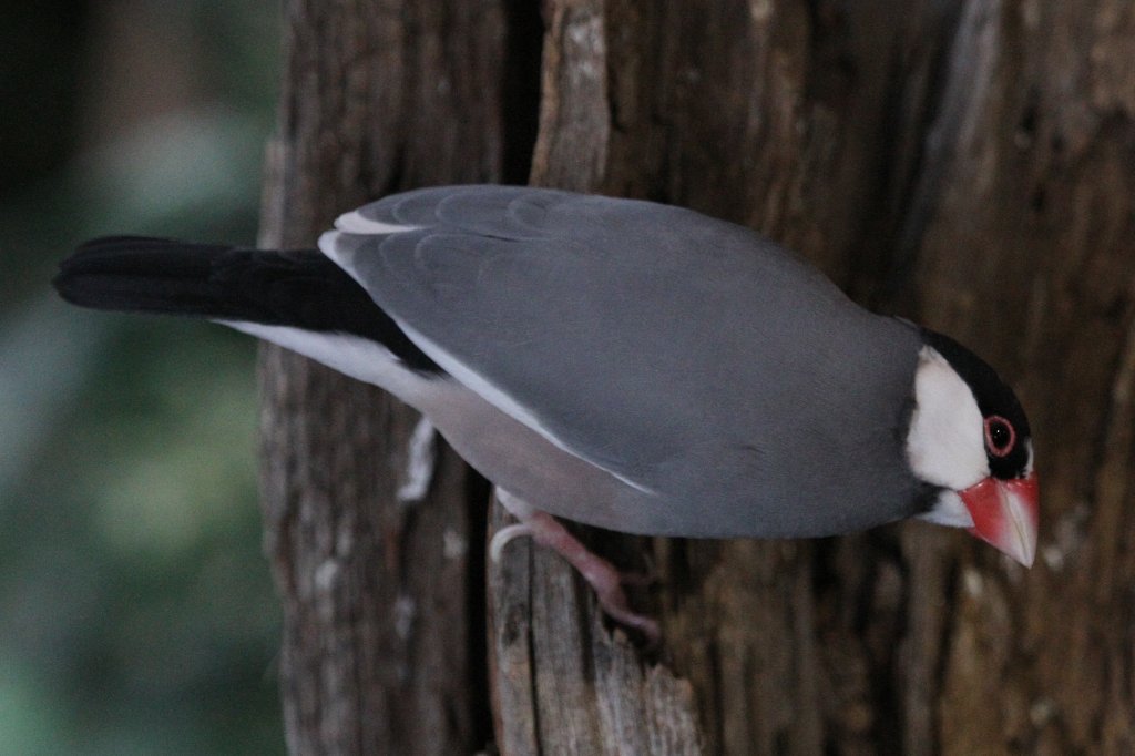 Reisfink (Padda oryzivora) am 3.10.2010 im Bird Kingdom in Niagara Falls,Ontario.