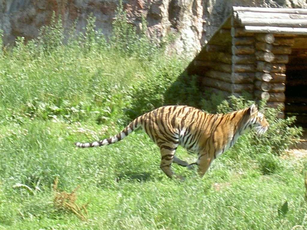 Rennender Sibirischer Tiger (Amurtiger)
(Panthera tigris altaica) am 2.7.2006 in Kolmrden.