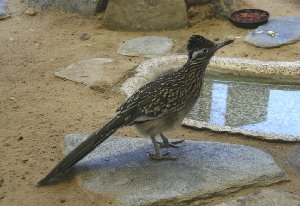 Rennkuckuck (Geococcyx californianus) am 9.1.2010 im Tierpark Berlin.