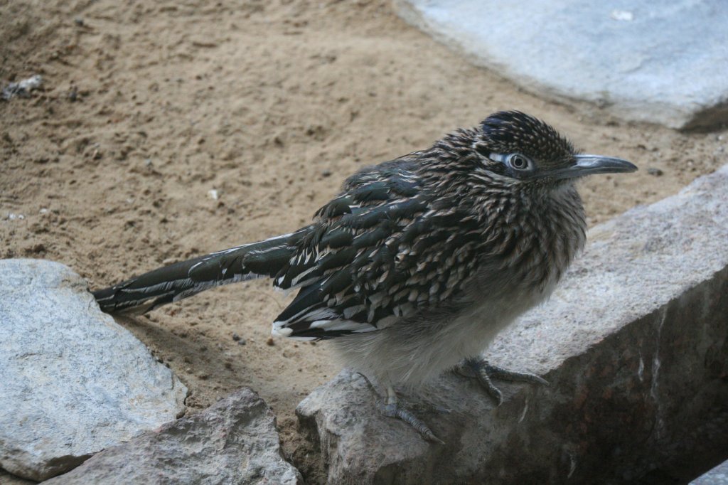 Rennkuckuck, Wegekuckuck oder auch  Road Runner  (Geococcyx californianus) ist der schnellste Vogel im Wilden Westen. 13.12.2009 Tierpark Berlin.