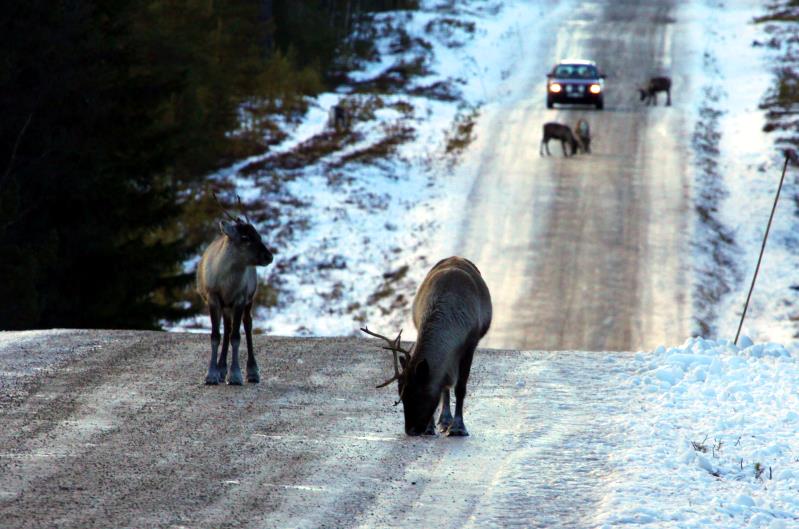 Rentiere auf einer Strae in Hrjedalen/Schweden; 12.11.2012