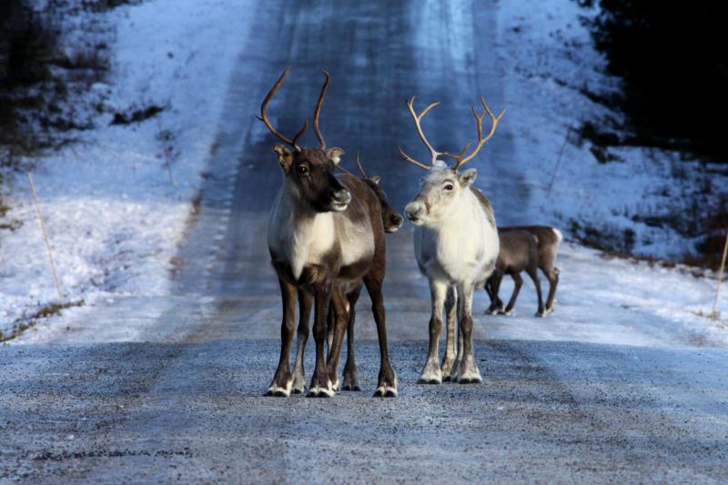 Rentiere auf einer Strae in Hrjedalen/Schweden; 12.11.2012