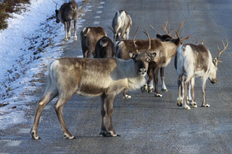 Rentiere auf einer Strae in Hrjedalen/Schweden; 12.11.2012