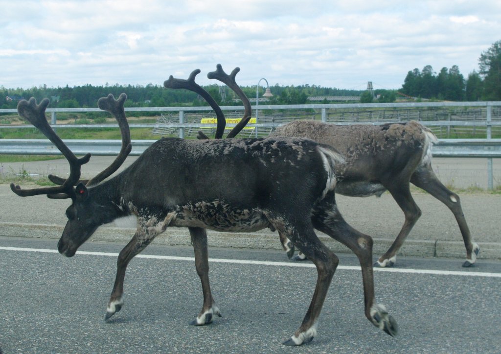 Rentiere bei Vuotso in der Finnmark (05.07.2013)