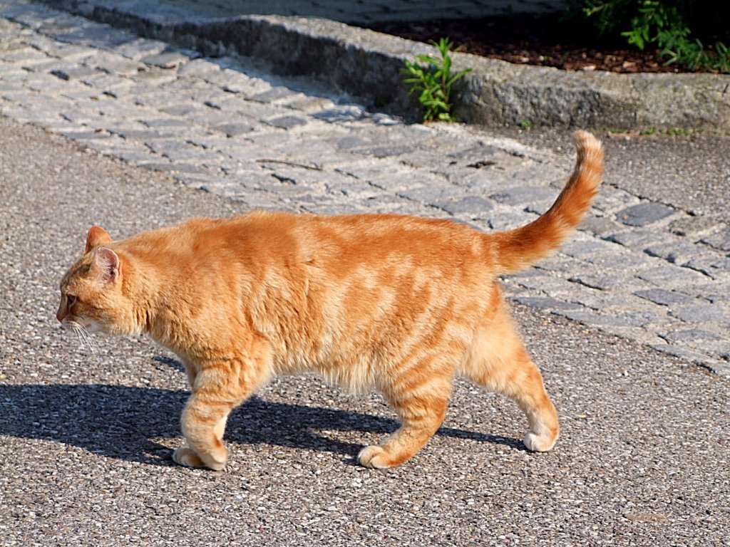 Reumtig rumt der rote Kater das Feld;100526