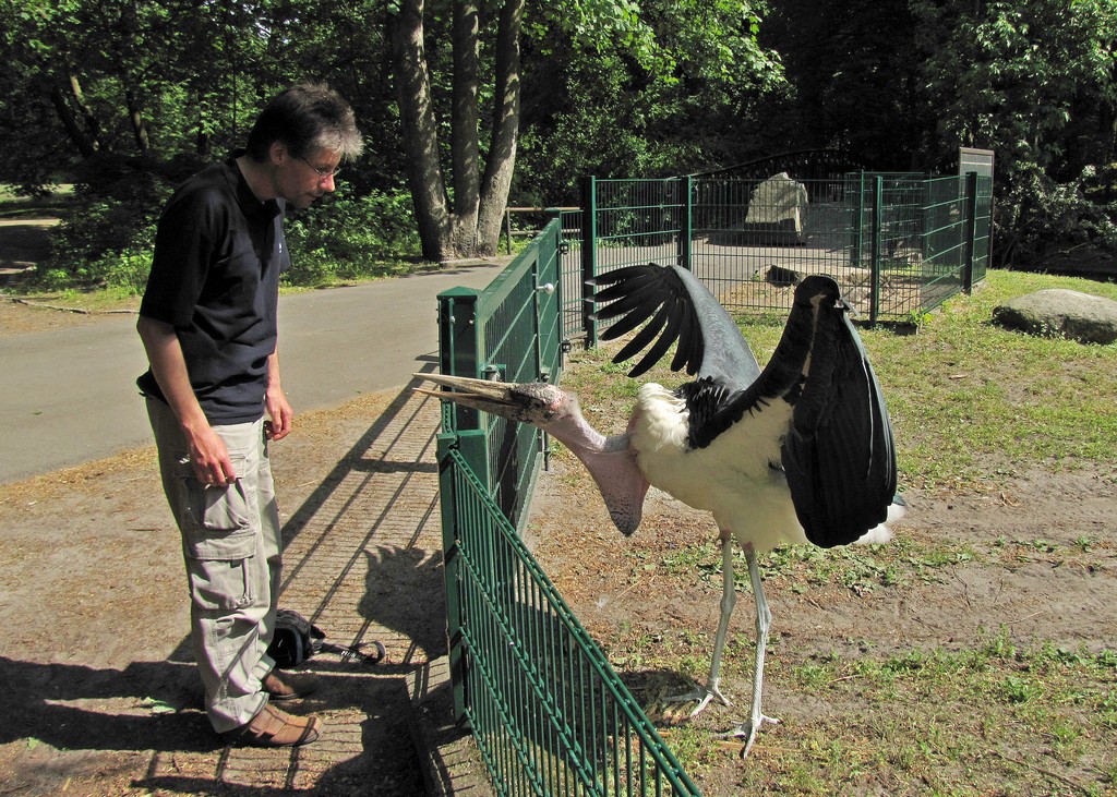 Revierverteidigung
Marabu