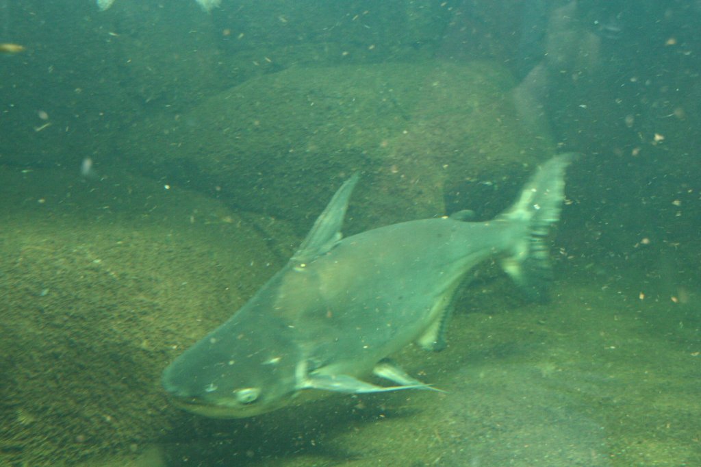 Riesen-Haiwels oder auch Vielfra-Haiwels (Pangasius sanitwongsei) am 12.12.2009 im Aquarium des Berliner Zoos.