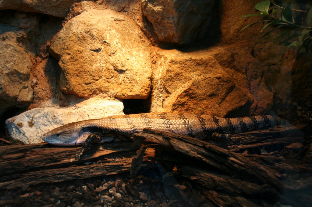 Riesenblauzungenskink (Tiliqua gigas gigas) am 7.12.2009 im Zoo Dresden.