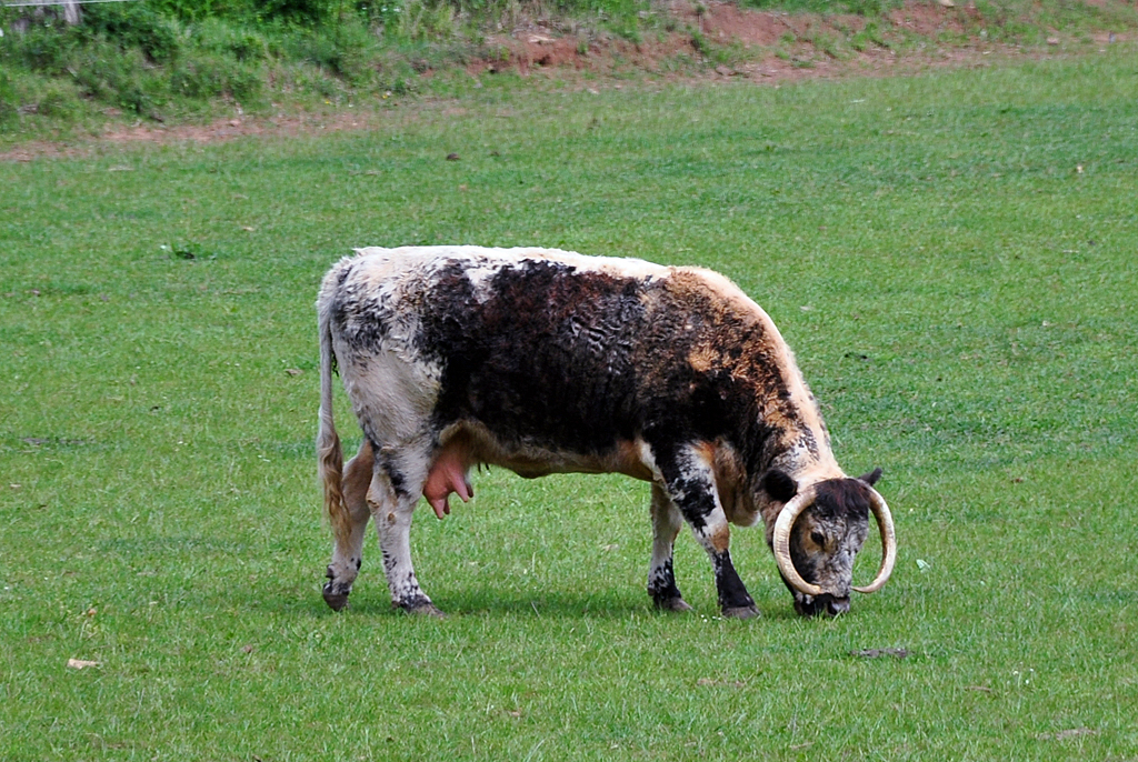 Rind English Longhorn auf einer Weide bei der Burg Veynau - 13.05.2011