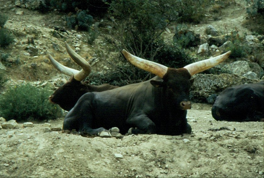 Rinder in der Rserve Africaine de Sigean in Sdfrankreich im Juli 1988