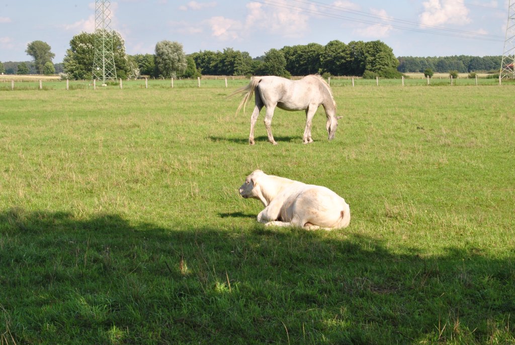 Rindvieh und Pferd, auf der Weide,bei Steinwedel am 19.08.10.
