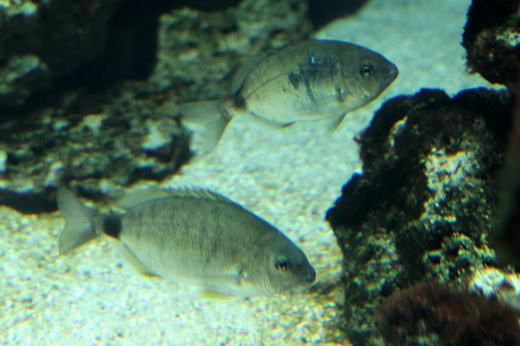 Ringelbrasse (Diplodus annularis) am 19.3.2010 im Zooaquarium Basel.