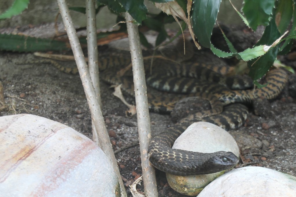 Ringhalskobra oder Sdafrikanische Speikobra (Hemachatus haemachatus) am 26.6.2010 im Leipziger Zoo.