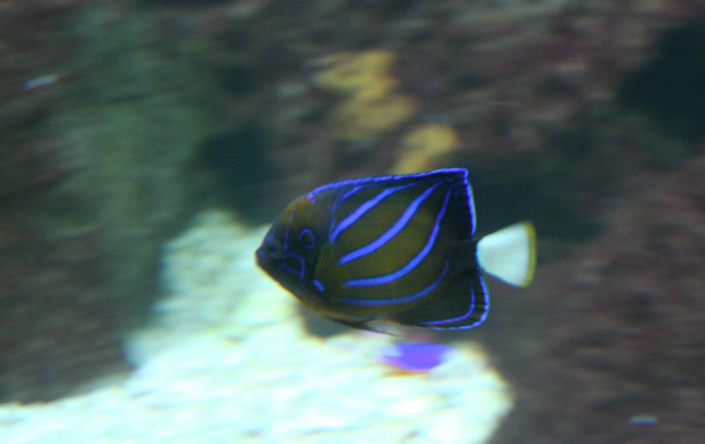 Ringkaiserfisch (Pomacanthus annularis) am 12.12.2009 im Zoo-Aquarium Berlin.