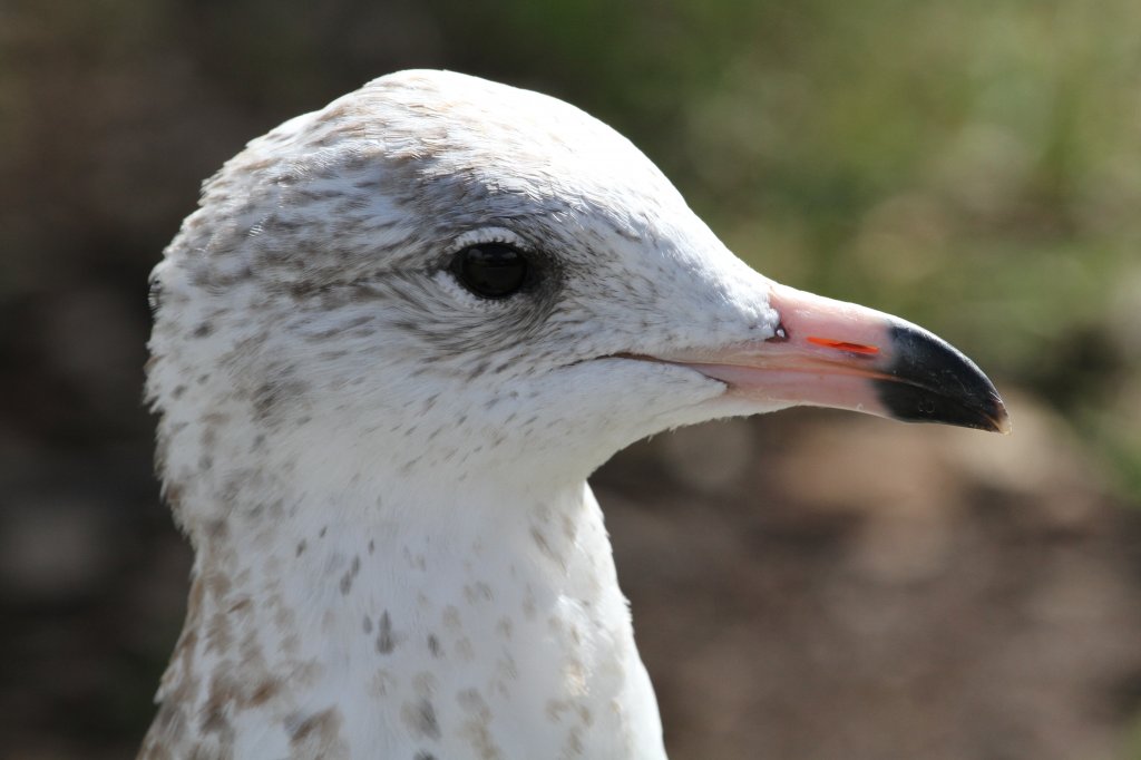 Ringschnabelmwe (Larus delawarensis) am 14.9.2010 in Kingston,ON. Bei den Jungvgeln ist der Ringschnabel noch nicht vollstndig ausgebildet.