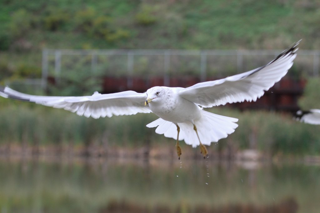 Ringschnabelmwe (Larus delawarensis) am 2.10.2010 auf dem Gebiet des Royal Botanical Gardens in Hamilton,Ont.