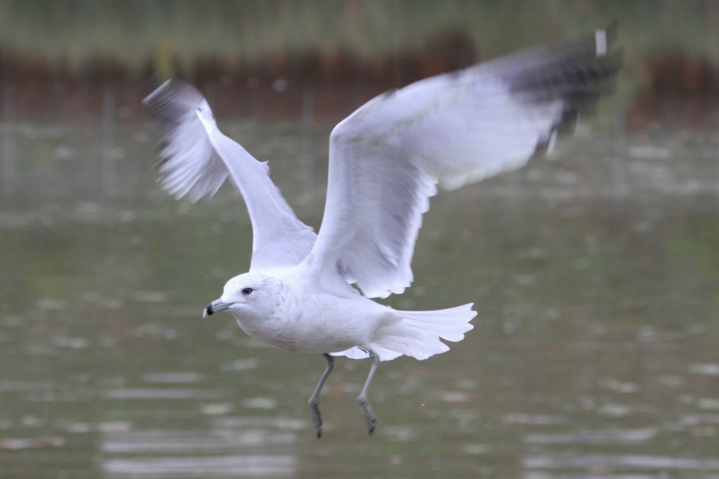 Ringschnabelmwe (Larus delawarensis) am 2.10.2010 auf dem Gebiet des Royal Botanical Gardens in Hamilton,Ont.