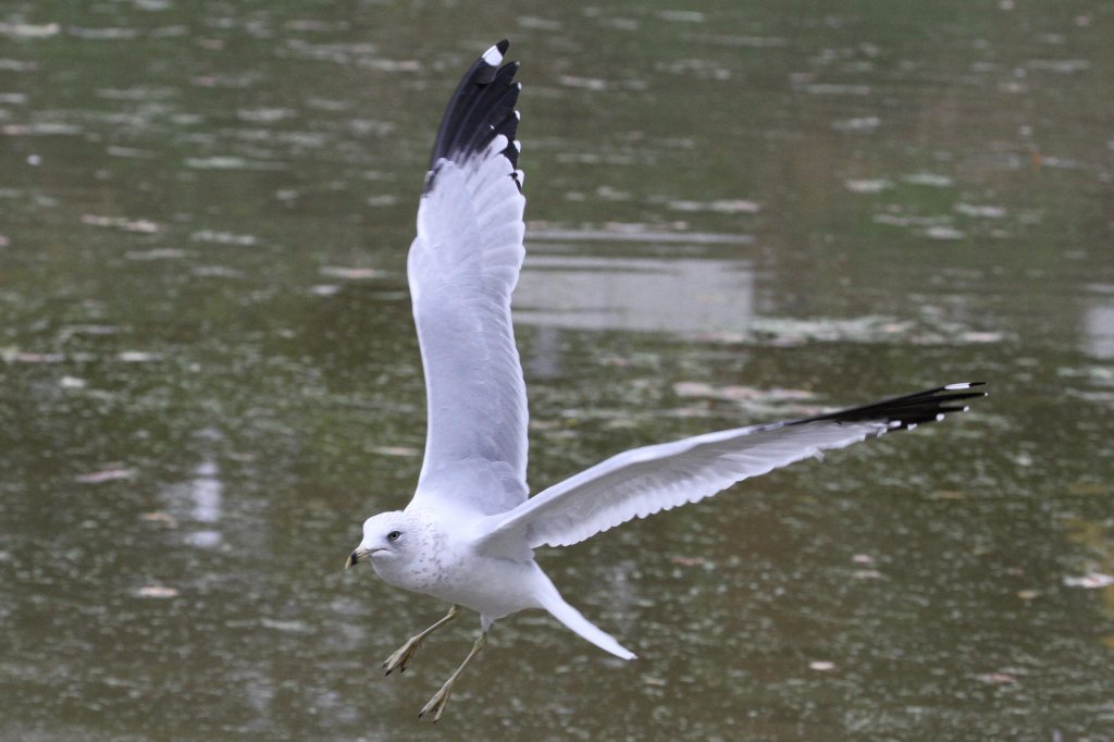 Ringschnabelmwe (Larus delawarensis) am 2.10.2010 auf dem Gebiet des Royal Botanical Gardens in Hamilton,Ont.