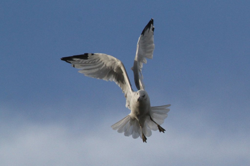 Ringschnabelmwe (Larus delawarensis) am 26.9.2010 in der Second Marsh in Oshawa,Ont.