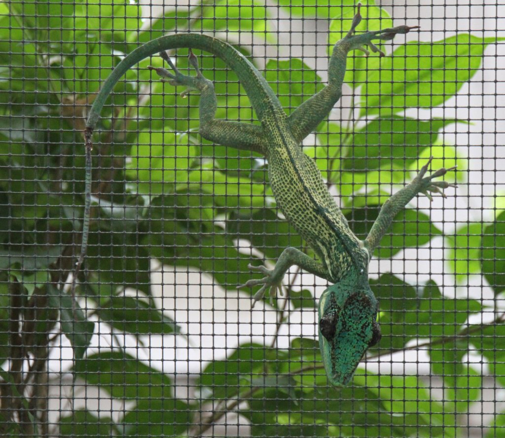 Ritteranolis (Anolis equestris) am 12.3.2010 im Zooaquarium Berlin.