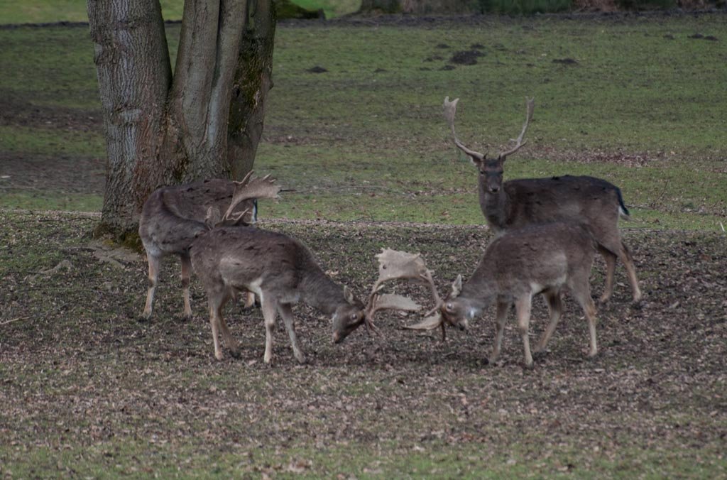 Rivalen! kmpfende Hirsche im Schlopark Arnsberg-Herdringen. Aufgenommen: 03.03.2010; Zeit: 1/320s; F=5,6; ISO 400; Brennweite 300mm  