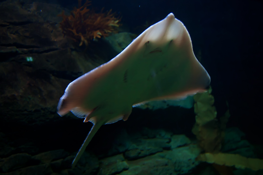 Rochen schwimmt im Aquarium des Ozeaneum zur Wasseroberflche. -17.06.2010