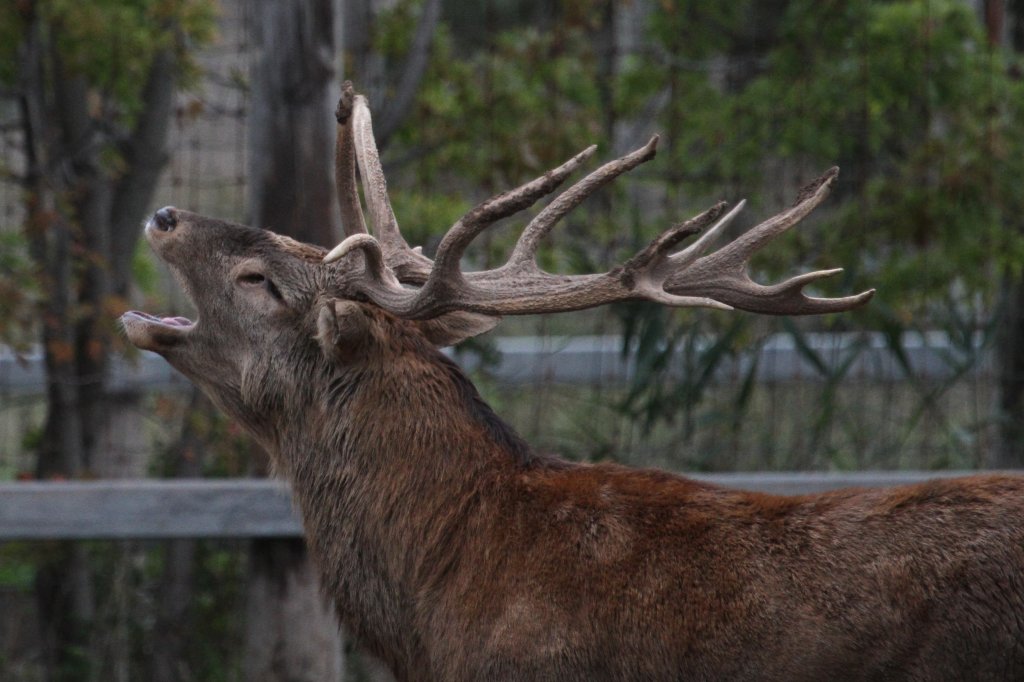 Rhrender Platzhirsch (Cervus elaphus)  am 3.10.2010 im Marineland in Niagara Falls,ON.

