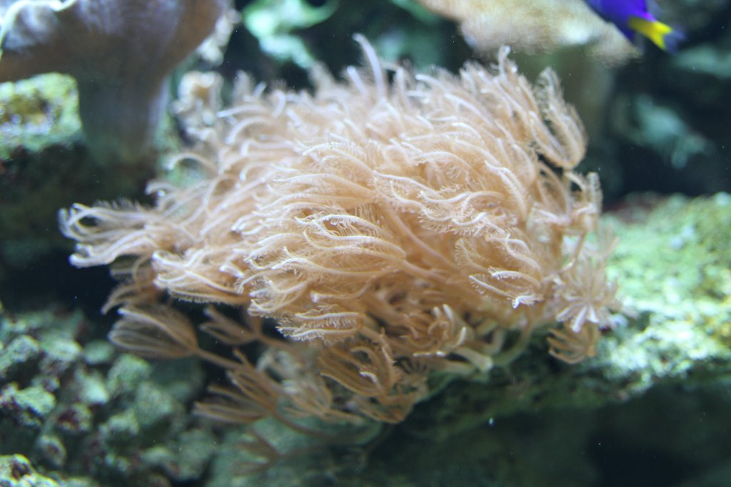 Rhrenkoralle (Clavularia sp.) am 23.4.2010 im Meeresaquarium Zella-Mehlis. 