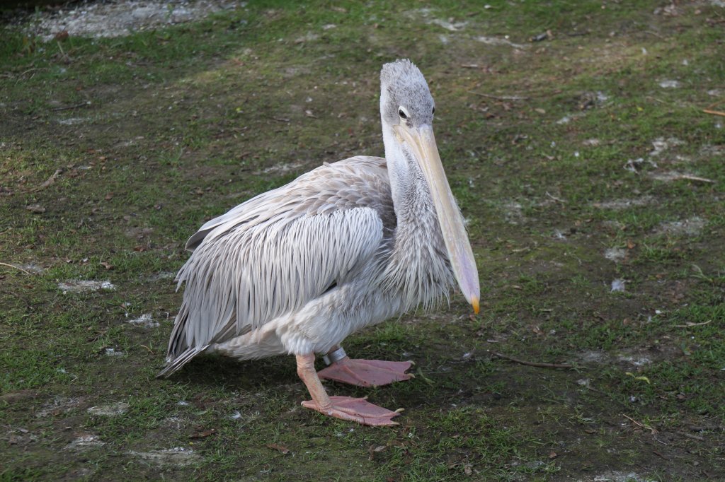 Rtelpelikan (Pelecanus rufescens) im Tierpark Berlin.