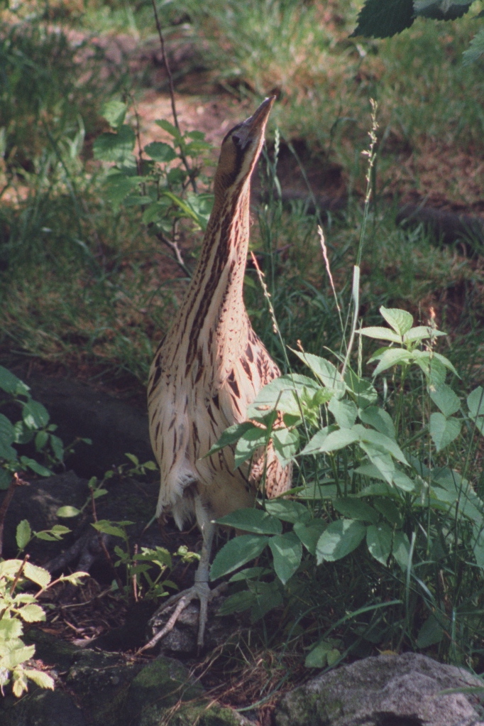 Rohrdommel (Botaurus stellaris) am 1.6.1992 im Zoo Berlin.