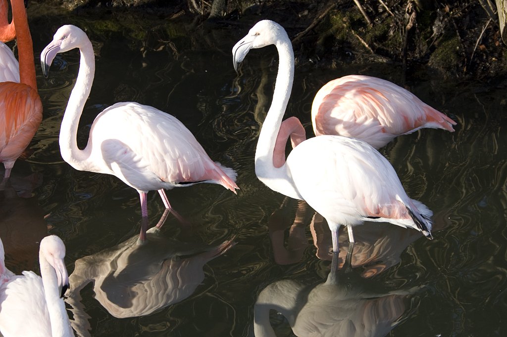 Rosa Flamingos, 08.01.2008 Mnchen