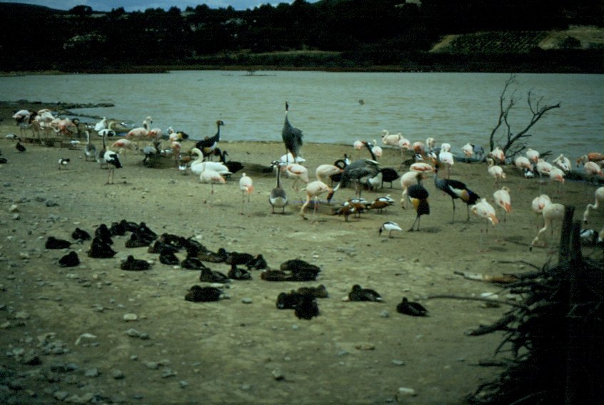 Rosa Flamingos und andere Vgel in der Rserve Africaine de Sigean in Sdfrankreich im Juli 1988