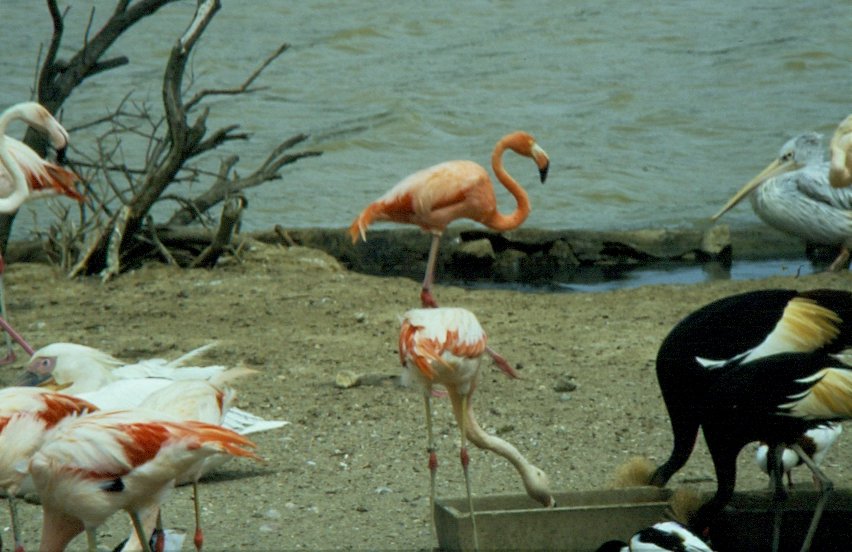 Rosa Flamingos in der Rserve Africaine de Sigean in Sdfrankreich im Juli 1988