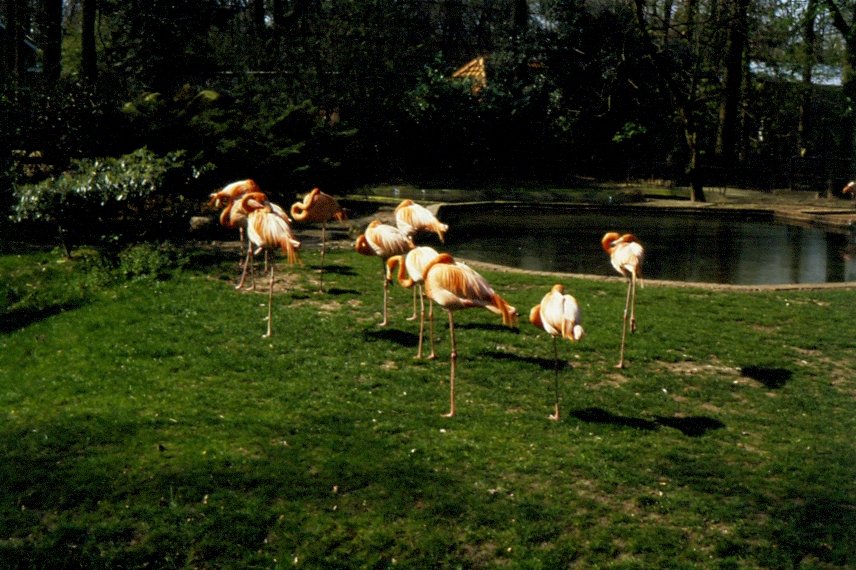 Rosa Flamingos im Zoo von Amsterdam 1990