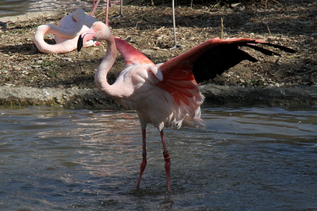 Rosaflamingo (Phoenicopterus ruber roseus) bei der Frhjahrswsche. Zoo Basel am 19.3.2010.
