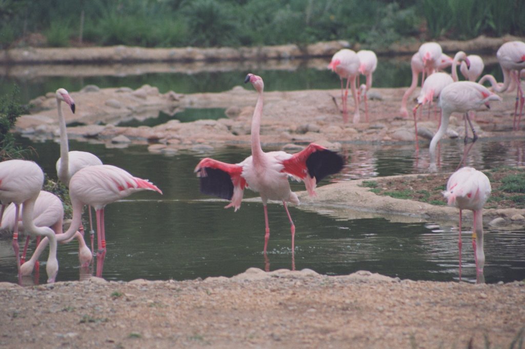 Rosaflamingos (Phoenicopterus roseusam) am 1.5.1992 im Zoo Basel.