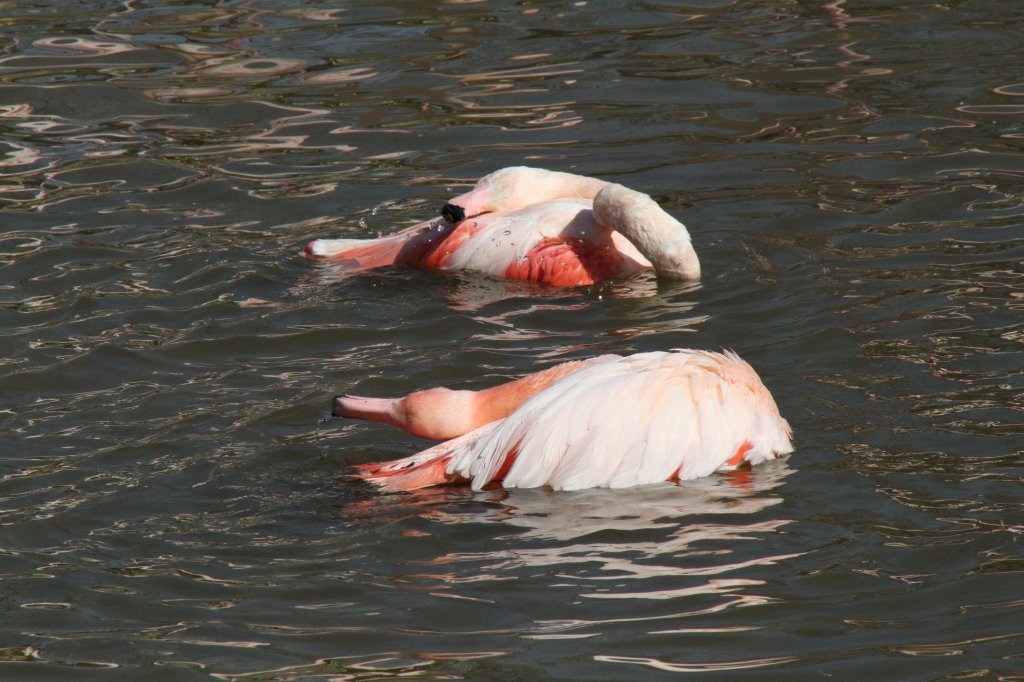 Rosaflamingos (Phoenicopterus ruber roseus) bei der Frhjahrswsche. Zoo Basel am 19.3.2010.